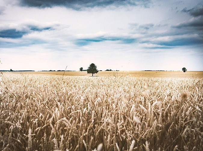 34806217700_ab510a3c35_o