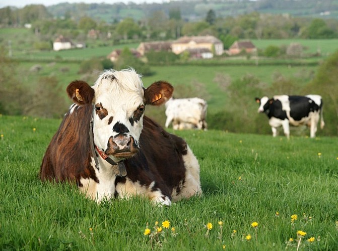 ©AdobeStock_23216420  Nicolas Dieppedalle - Copie