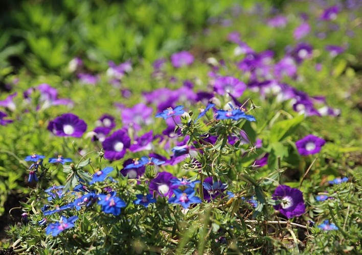 Fleurs 2 © CG27, Sylvain Bachelot