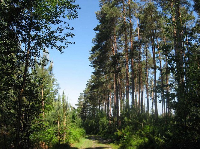 foret de resineux dans la vielle vallee@Pays Risle Estuaire