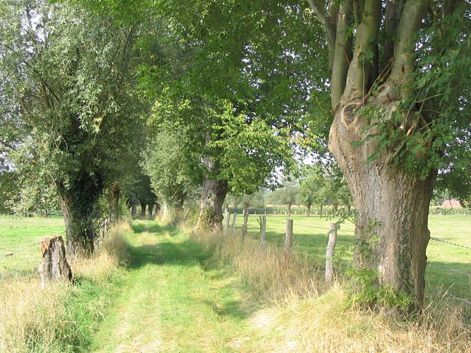 arbre taillé en têtard@Pays Risle Estuaire