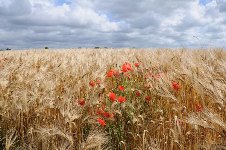 Malicorne, coquelicots au milieu d’un champ de blé © Eure Tourisme (SL), P. Riglet