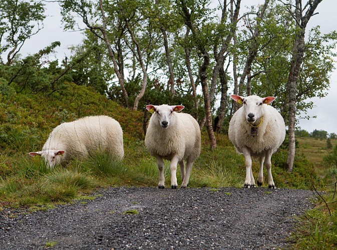 Moutons ©S. Bachelot