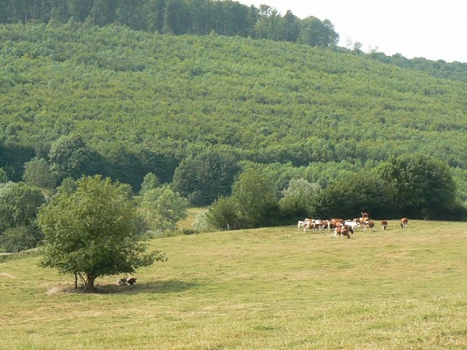 Sentier des Ecoliers2©Pays du Vexin Normand