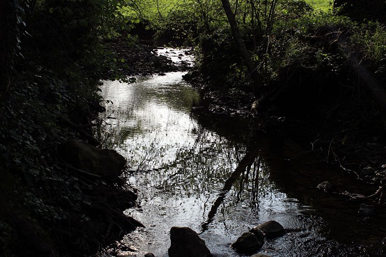 La véronne en sous-bois © AM, OTLPA