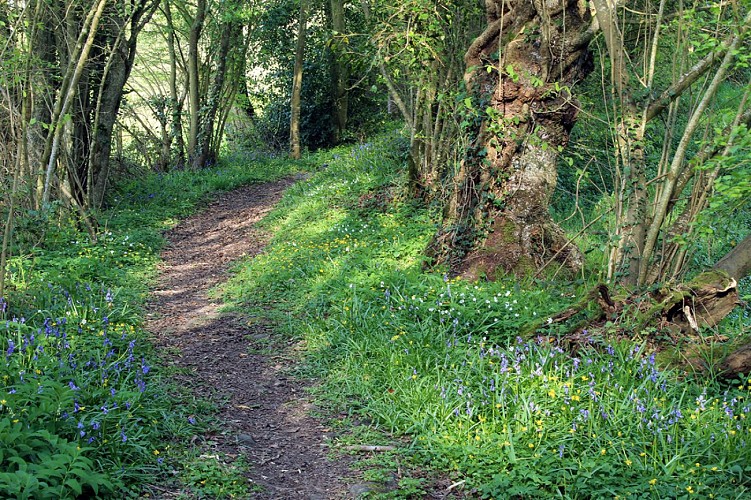 Chemin fleuri du caillou marais © AM, OTLPA