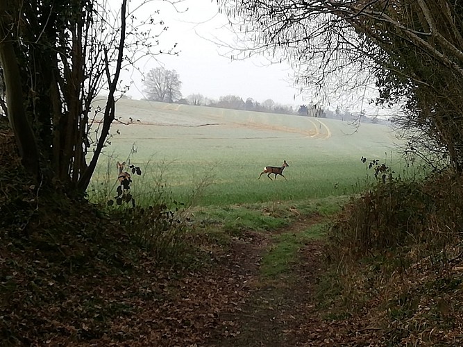 Sur le sentier de Barville©JLH, OTLPA