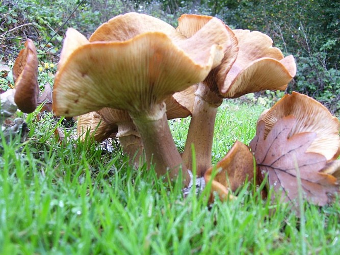chanterelles@OT Grand Evreux, G. Legarrec