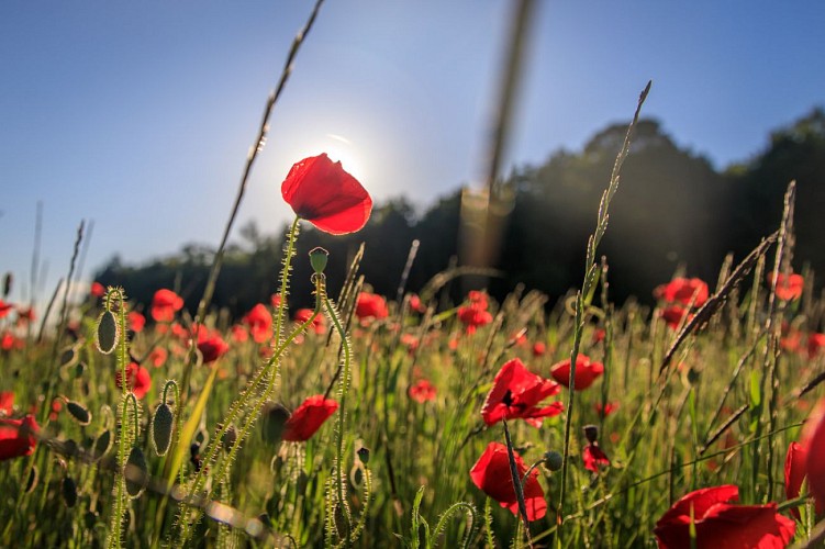 Malicorne-COQUELICOTS2019©Eye Eure Productions -OT Normandie Sud Eure