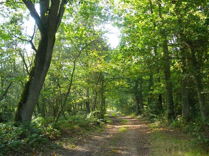 Les rouliers-chemin©OT NSE