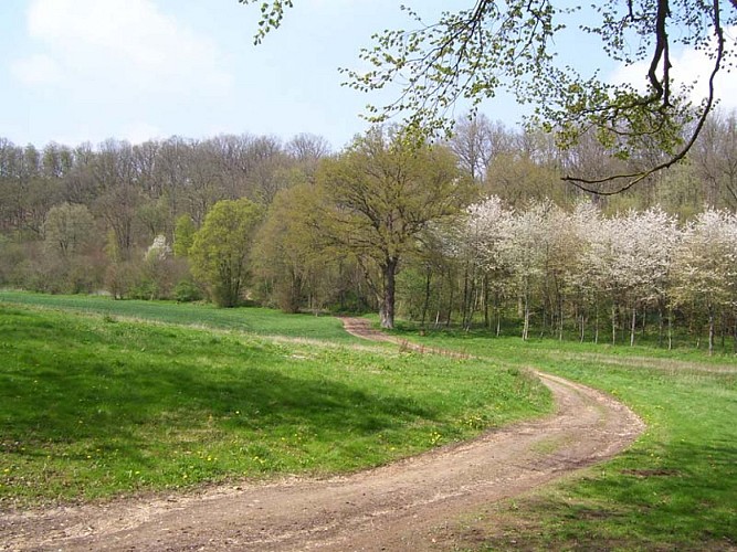 vue du bois de Verdier sur le bois de Morsent@OT Grand Evreux