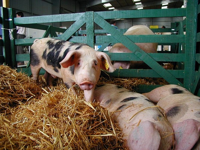 Cochon @ Eure Tourisme, DR