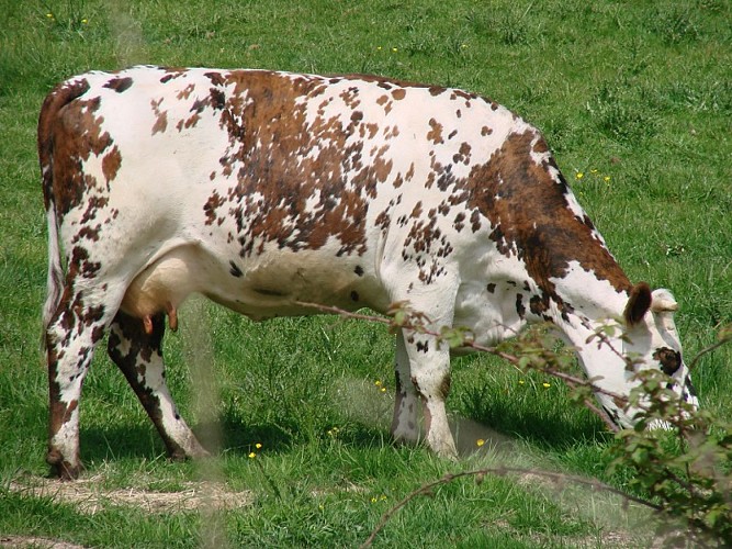 Vaches normandes@Eure Tourisme, C Michaud