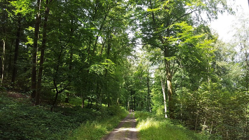 Sentier de la Fontaineresse, Lyons-la-Forêt © ADT de l'Eure, H. Macquart