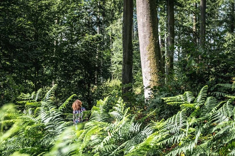 Forêt ©Teddy Bear - Eure Tourisme
