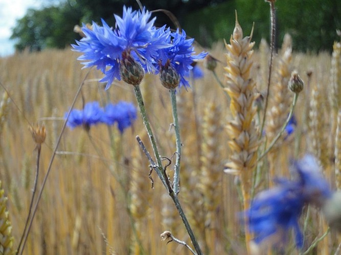 gros plan fleurs 1 © Eure Tourisme, L. Maillard