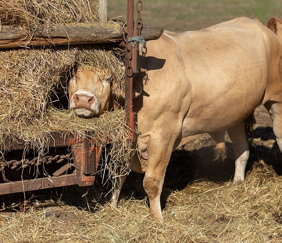 Vache fermière© Caroline Ledoux - Eure Tourisme