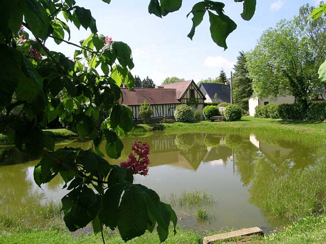 la croisille mare en fleurs