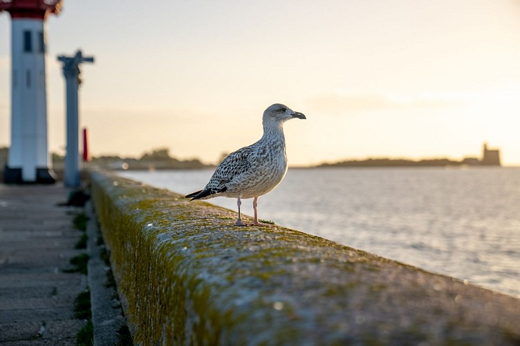 Saint-Vaast---Tatihou-24.jpg-2000px