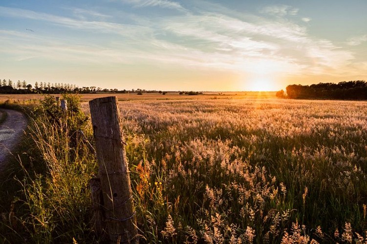 2013_Saint_Andr%C3%A9_de_Bohon_marais%C2%A9Thierry_Houyel_CDT50 [800x600]