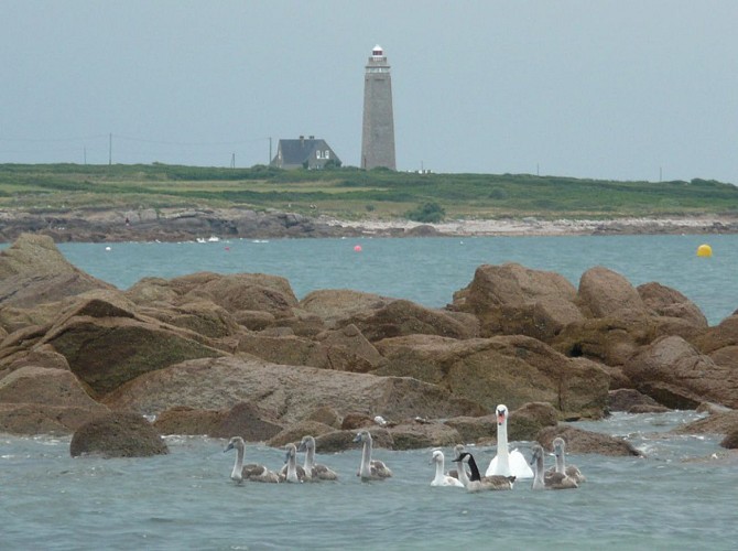 Photo N°4_phare et cygnes