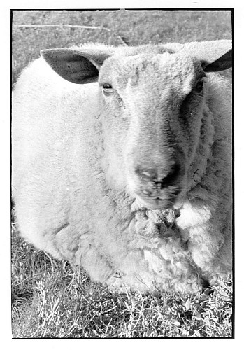 Photo N°2_Mouton de pré salé