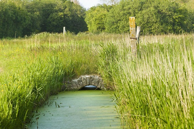 Photo N°4 BIS_Lime et ponceau du marais - PAT du Cotentin Marc Lerouge