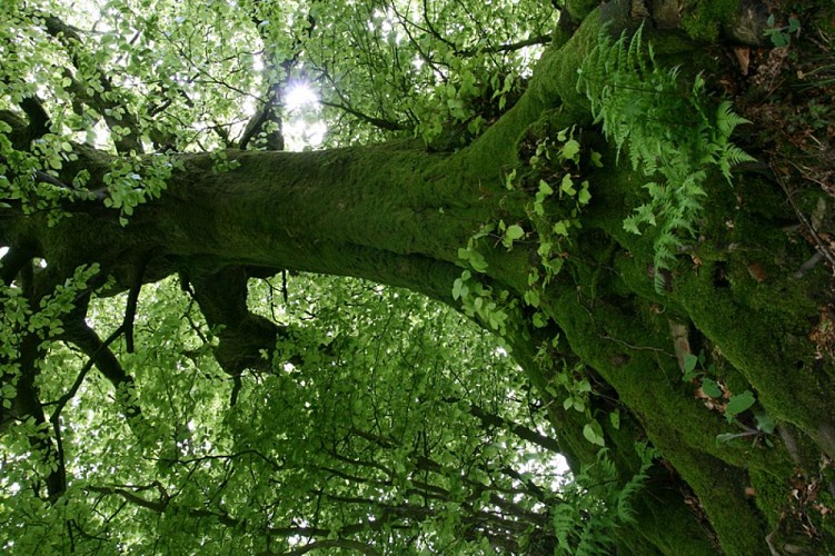 Forêt_Saint_Sauveur_Vicomte©S.Barrault