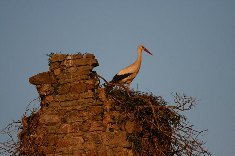 Saint_Fromond©S.Barrault
