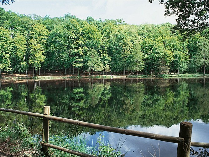 Randonnée à pied etang de la Herse dans le Perche Ornais