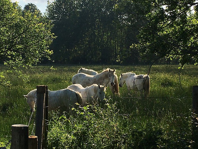 Marais-grand-haze-tourisme-61-2