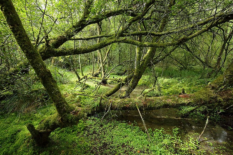 Etang de la lande forêt - Le Grais