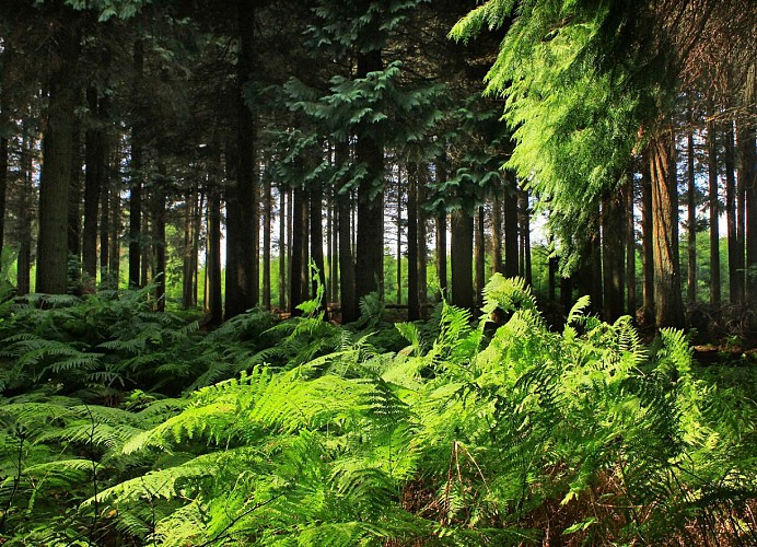 Forêt Orne