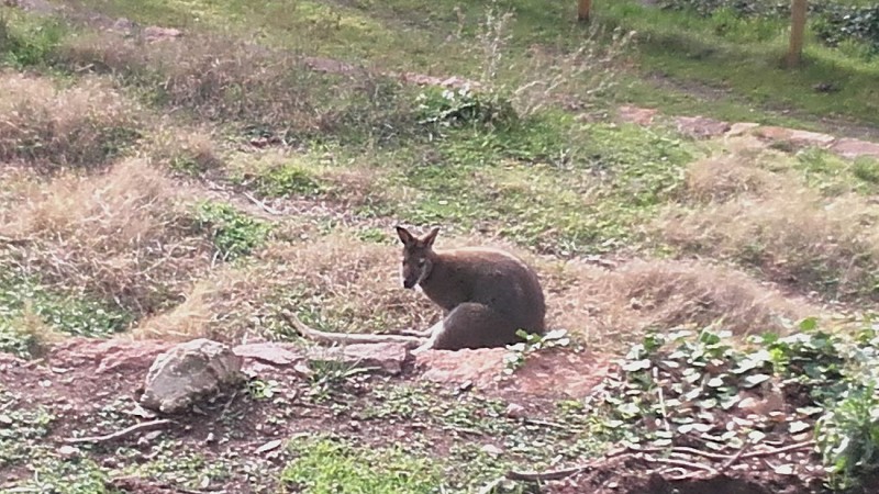 RANDO EN BOUCLE MASSIFDE L'ESTEREL 