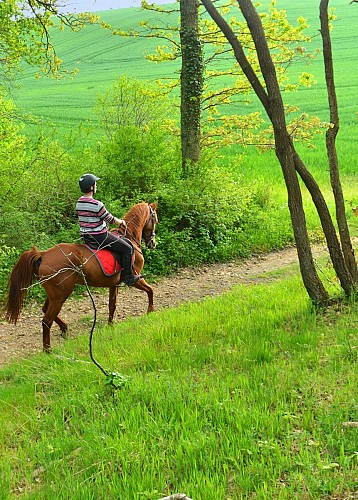 Cheval Forêt de Senonches