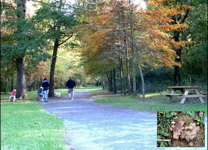 Le sentier des chênes