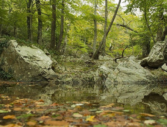 Réserve naturelle de la forêt de la Massane