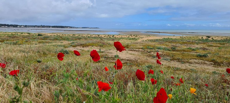Rivedoux - La Flote - Sainte Marie - Rivedoux