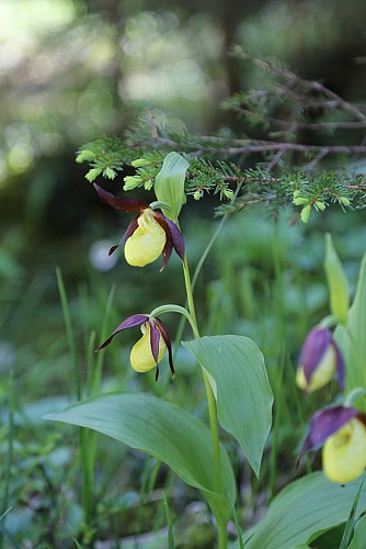 Sentier Botanique et Cascade des poux