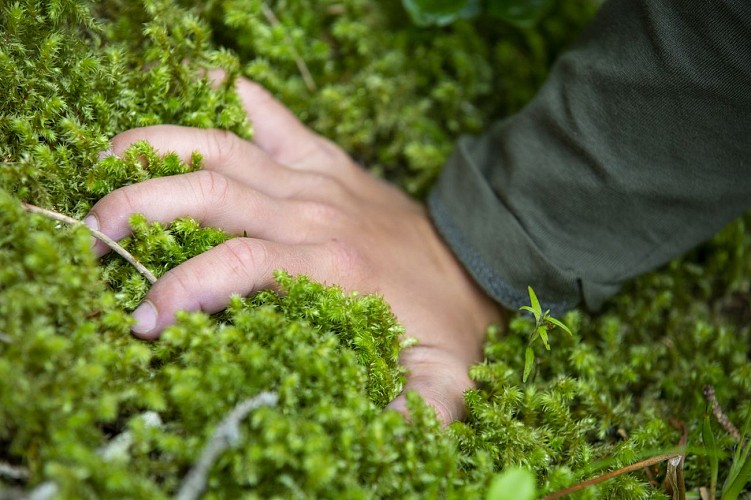 Sentier découverte du Grand Bois