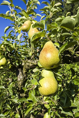 L'escalier mystérieux