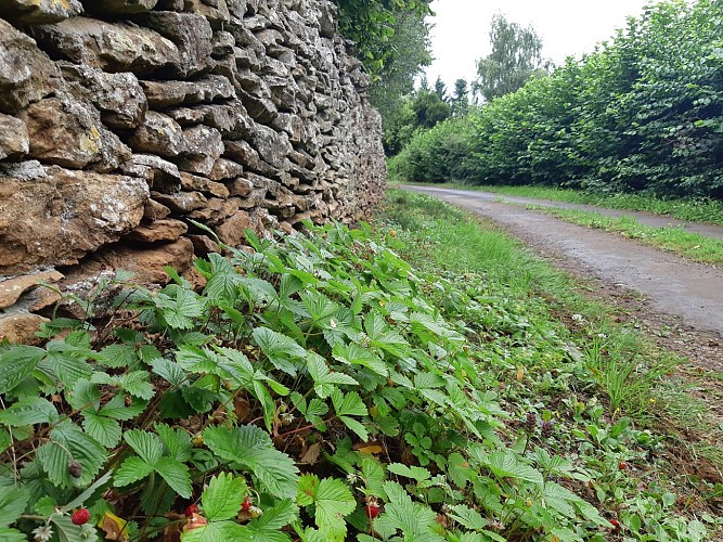 Mur de pierres sèches et tapis de fraisiers des bois