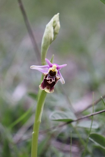 Orchidée - Ophrys druentica