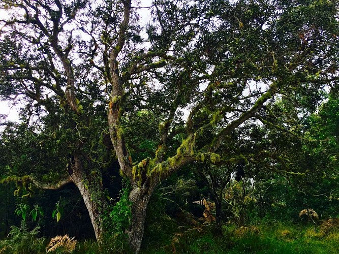 Du MaÃ¯do Ã  Sans Souci