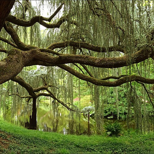 Parcours marche Forêt de Verrières et vallée aux Loups Antony