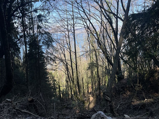Lac, panoramas et dénivelés forestiers entre Bret et Saint-Gingolph