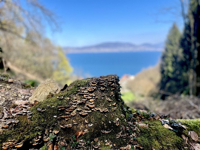Lac, panoramas et dénivelés forestiers entre Bret et Saint-Gingolph