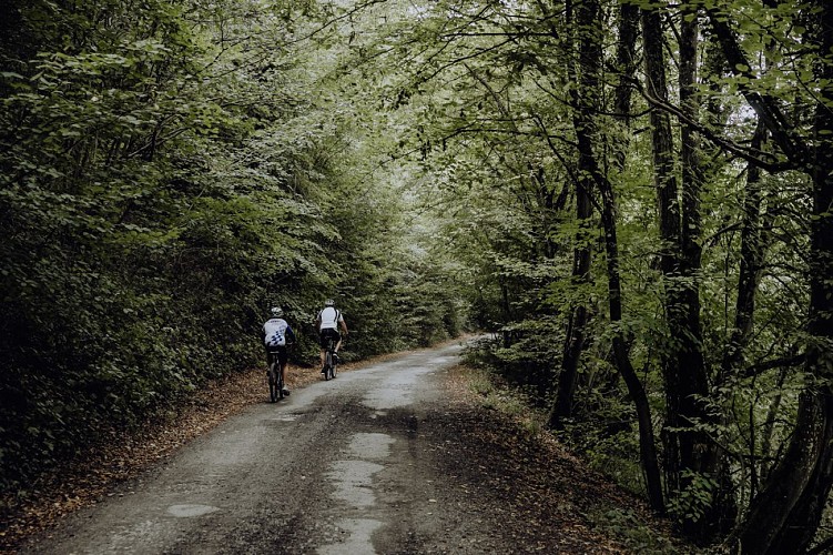 VTT dans les bois de Froidchapelle