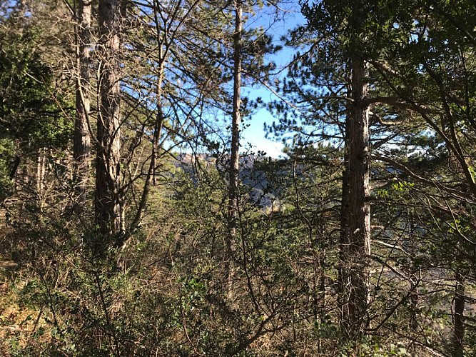 La forêt face au cirque du Bout-du-Monde
