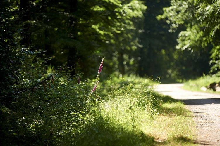 Boucle du Bois de Brenil